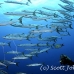 barracuda_blackfin_ycor_h_0045_yap0872.jpg